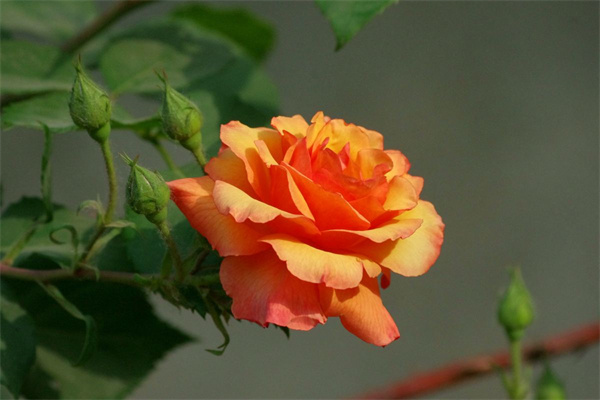 如何使用光泽度仪测量月季花的光泽度？