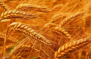 快猫视频APP污在无定形产品的应用